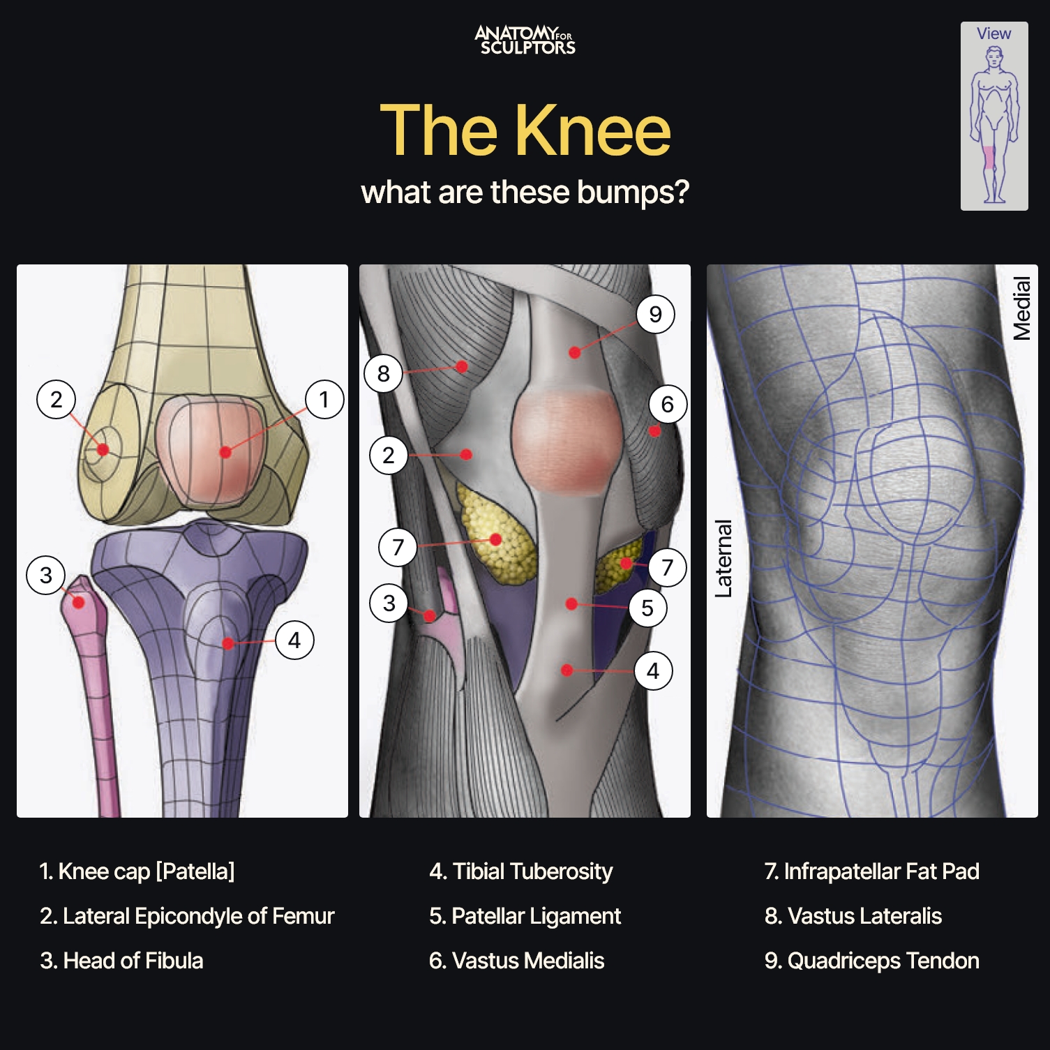 3D Reference Tool | by Anatomy For Sculptors
